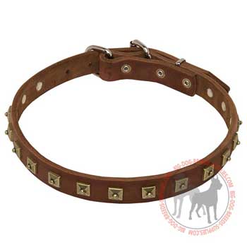 Pitbull dog leather collar with unique fashion adornment