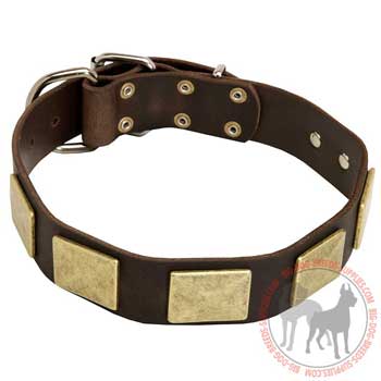 Dog Leather Collar with Proportional Brass Plates