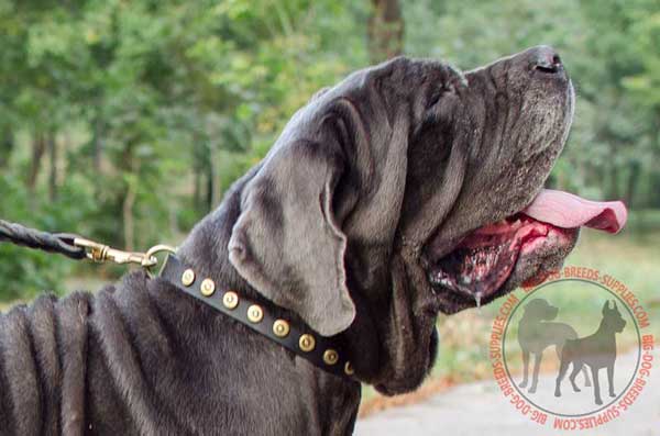 Leather Mastino Napoletano Collar with Rust Resistant Fittings