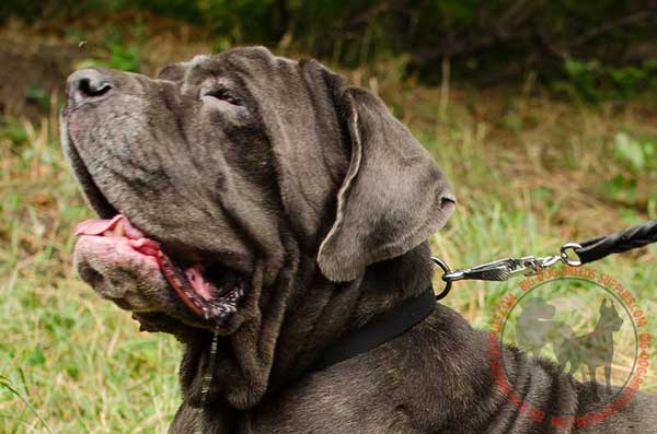 Leather Mastino Napoletano Collar Made to Order