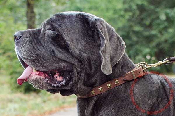 Leather Collar with Fashionable Decoration for Mastino Napoletano