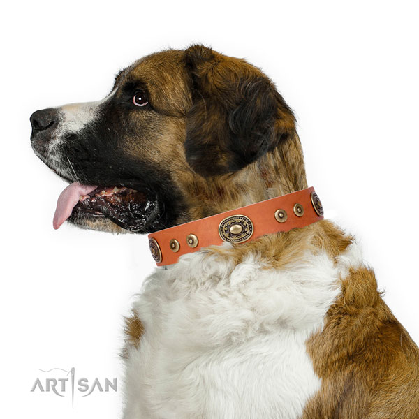 Top notch decorated leather dog collar for daily walking