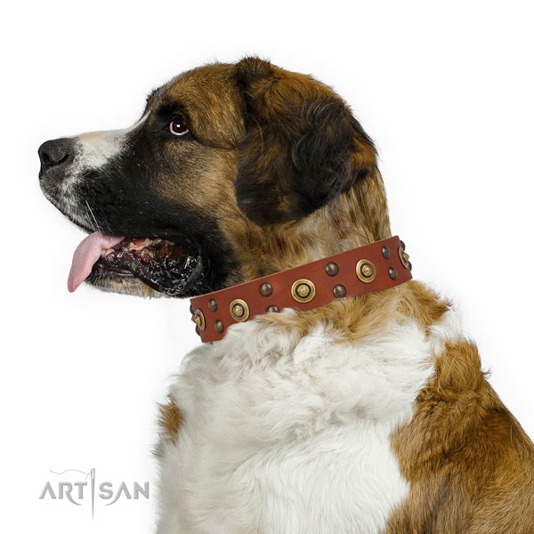 Fancy walking dog collar with awesome decorations