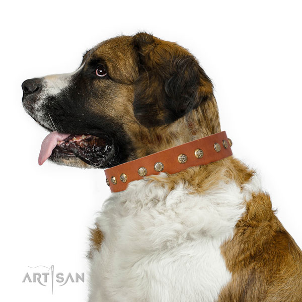 Exceptional studs on daily walking full grain natural leather dog collar