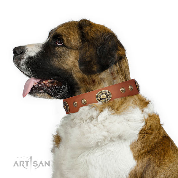 Stylish adornments on everyday use dog collar