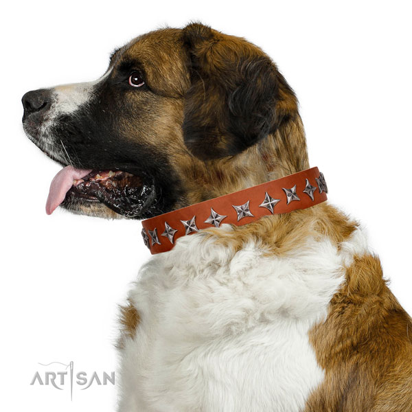Reliable leather dog collar with unusual studs