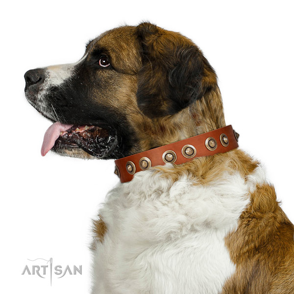 Fancy walking dog collar of natural leather with remarkable adornments