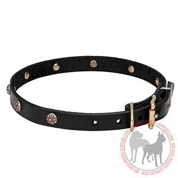 Leather Canine Collar for Walking in Style