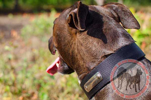 Pitbull Nylon Dog Collar with Nickel-Plated Identification Tag