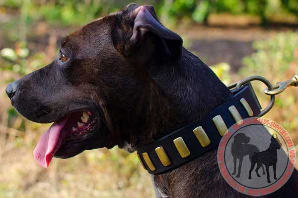 Leather Collar for Pit Bull Walking in Beauty