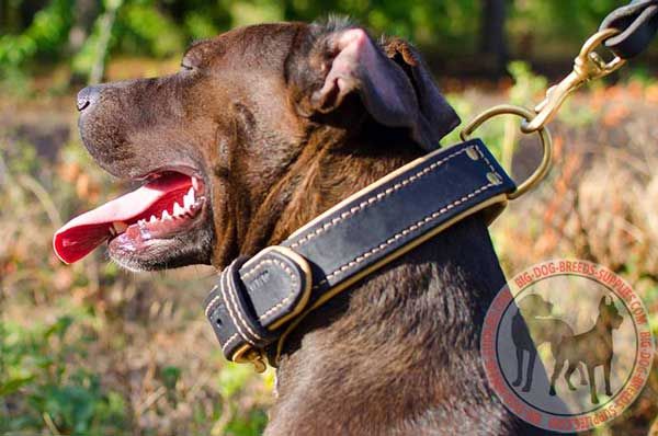 Pitbull Collar Leather with Plate for Keeping Fur in Safety