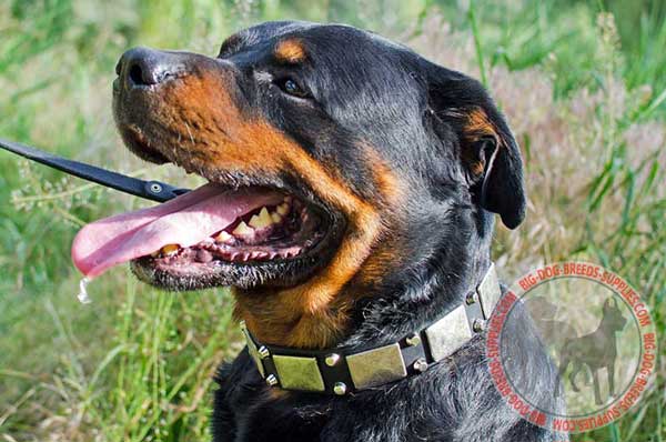 Rottweiler leather collar handcrafted and riveted