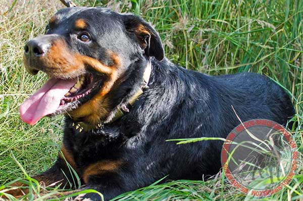 Collar for Rottweiler Walking