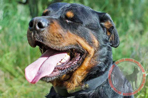 Rottweiler Leather Collar for Dog Identification