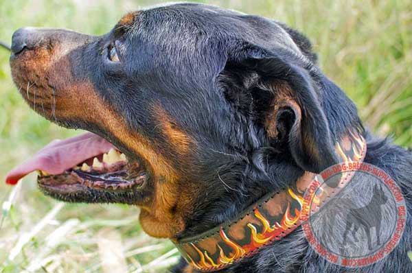 Leather Rottweiler Collar with Hand Painted Flames