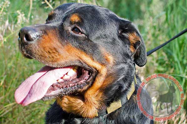 Leather Rottweiler Collar for Walking and Training