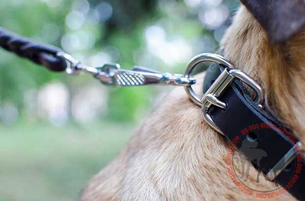 Steel Nickel Plated Hardware on Stylish Leather Dog Collar