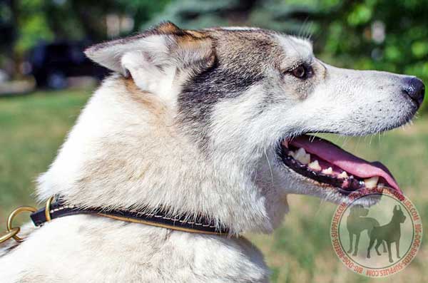 West Siberian Laika Leather Choke Collar for Regular Walking