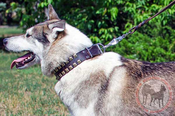 Leather Collar for West Siberian Laika Walking in Style