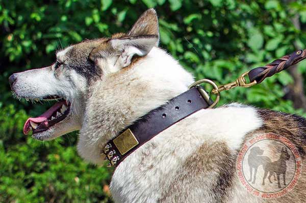 West Siberian Laika collar for stylish walking