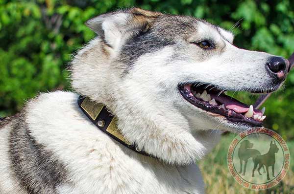 West Siberian Laika collar to make walking comfortable and pleasant