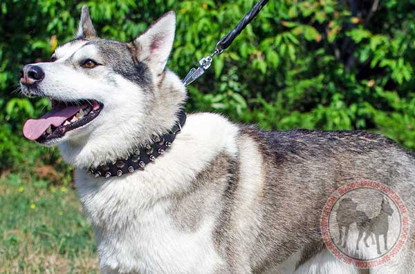 West Siberian Laika leather collar for better controlling
