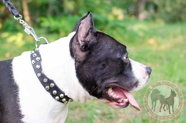 Dog Leather Dog Collar for Amstaff Standing Out of The Crowd