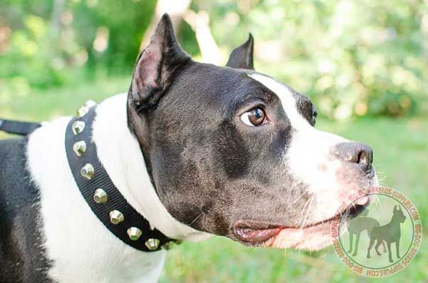 Amstaff Nylon Collar for Stylish Walking