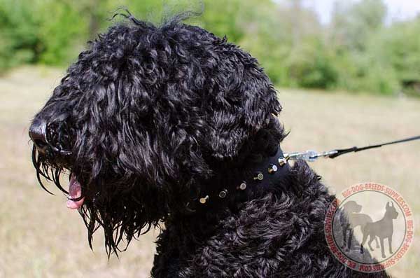 Black Russian Terrier Collar for Walking