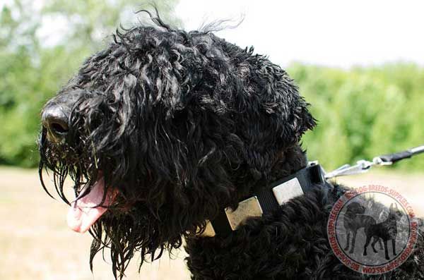 Black Russian Terrier Nylon Collar with Decoration