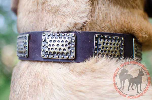 Brass Plates Riveted in Leather Buckle Dog Collar