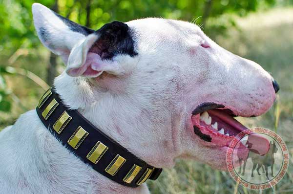 Bull Terrier Leather Collar with Fancy Ornament