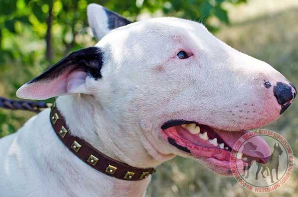 Bull Terrier Leather Collar Adorned with Brass Studs