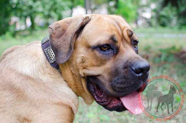 Leather Collar for Cane Corso's Magnificent Look