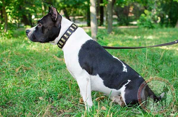 Decorated Leather Dog Collar for Amstaff Walking
