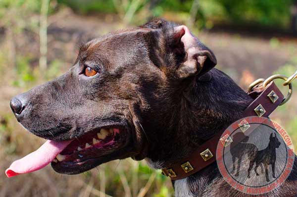 Designer Dog Collar Leather for American Pit Bull Terrier