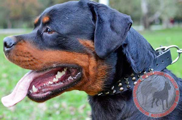 Designer Leather Dog Gear with Decoration