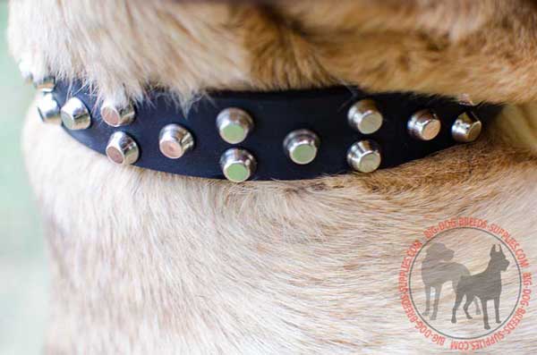 Designer Leather Collar for Dog Walking in Style
