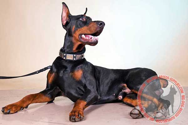 Doberman leather collar with rust-proof fittings