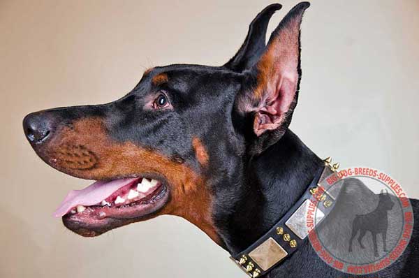 Leather Doberman collar for walking in style