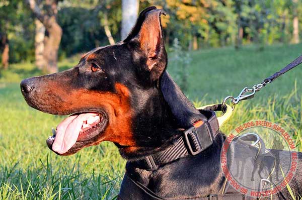 Nylon Doberman Collar Breathable