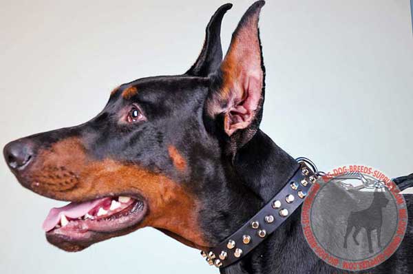 Leather doberman collar decorated with studs