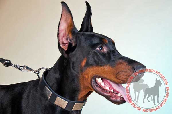 Doberman Leather Collar for Walking in Style