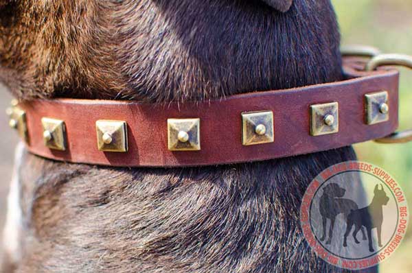 Leather Dog Collar with Studs