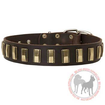 Dog collar leather for showing your pet off