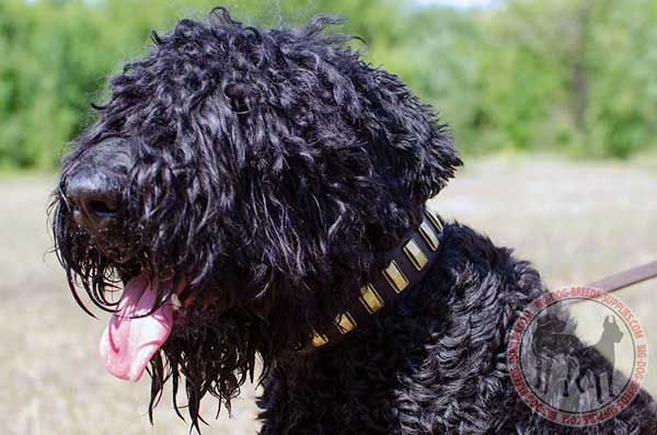 Leather Fashion Black Russian Terrier Collar