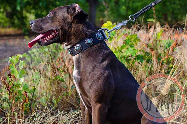 Leather Pitbull Collar Fashion for Dog Walking