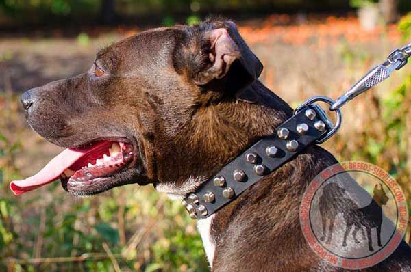 Leather Pitbull Collar with Studs