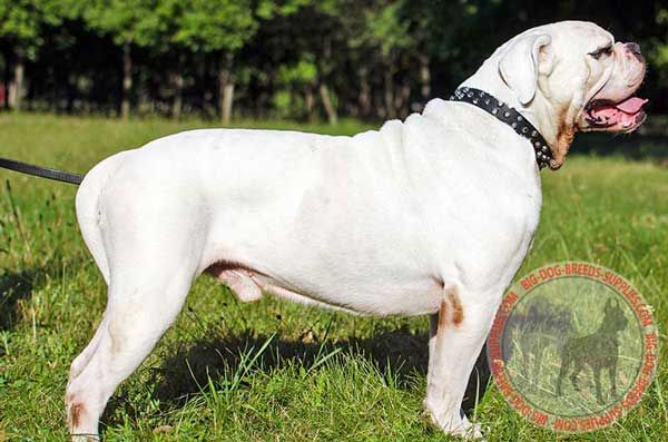 Leather American Bulldog Collar with Studs