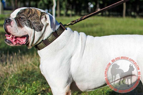 American Bulldog Leather Pet Collar with Stunning Decor